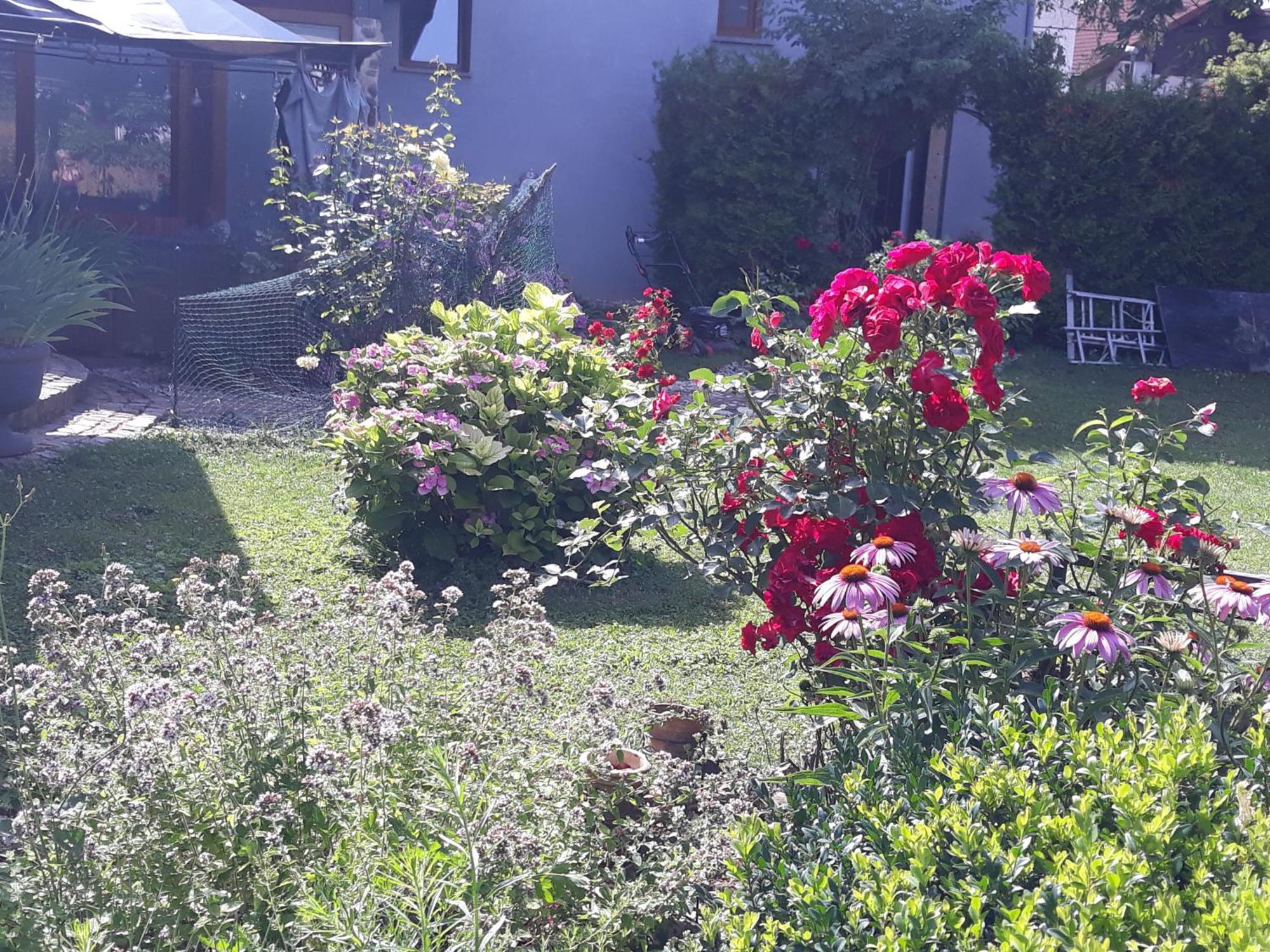 Rose Room 40M2 With Terrace 25M2 In Greeny Area For 4 Person Любляна Екстер'єр фото