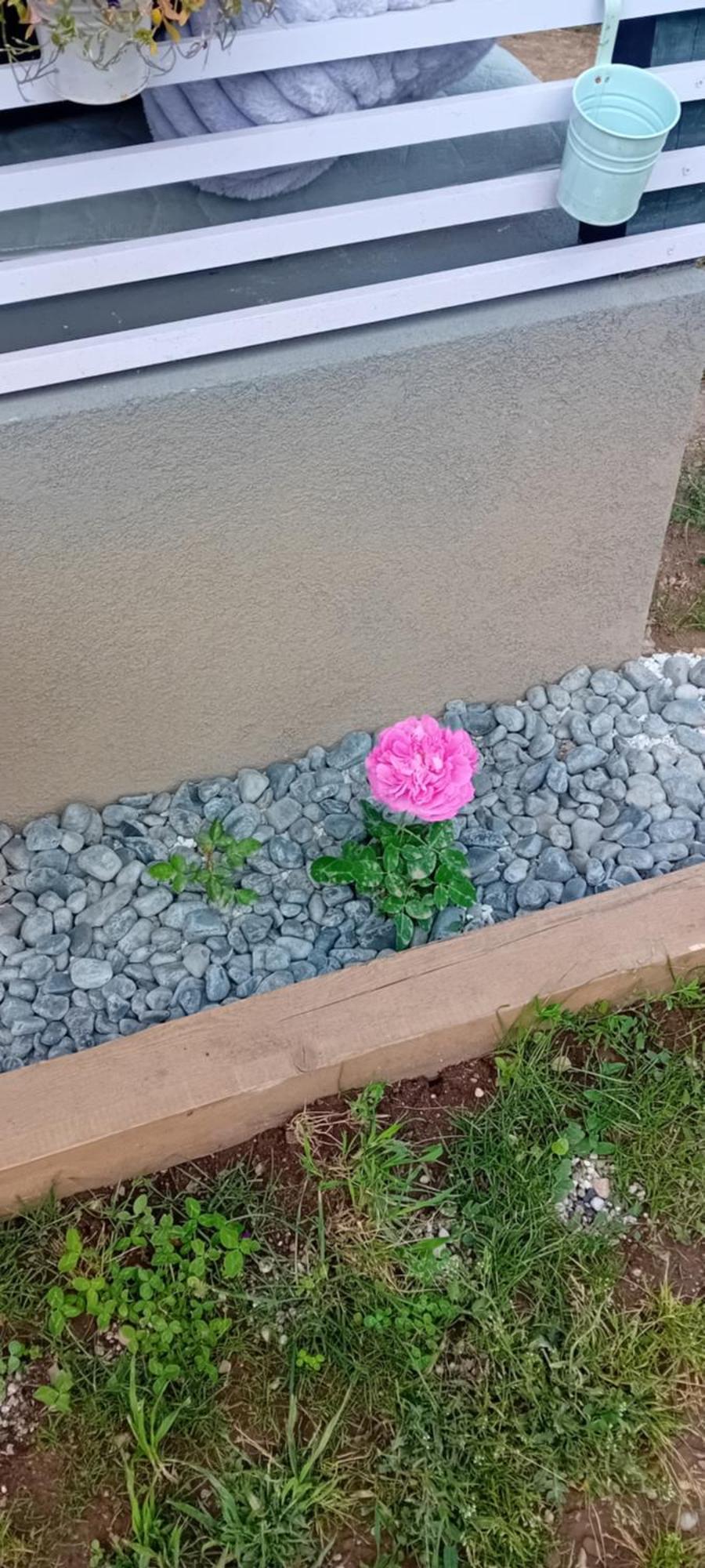 Rose Room 40M2 With Terrace 25M2 In Greeny Area For 4 Person Любляна Екстер'єр фото